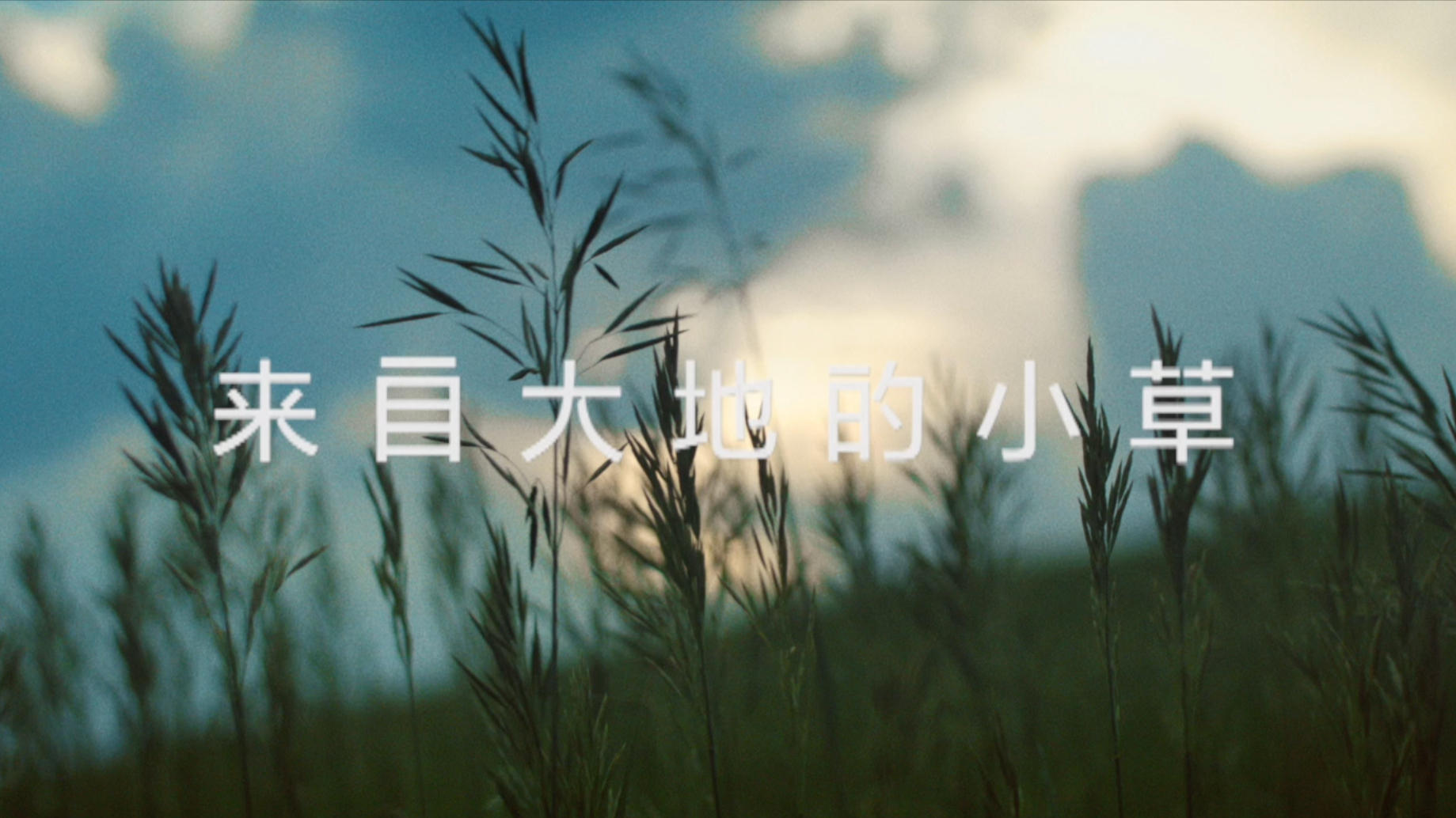 小草自成大地